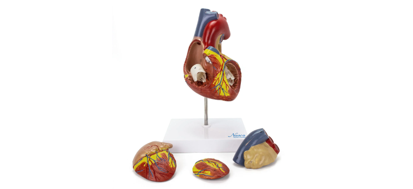Heart Model, 2X 22223.png Κανένα σετ εικόνων